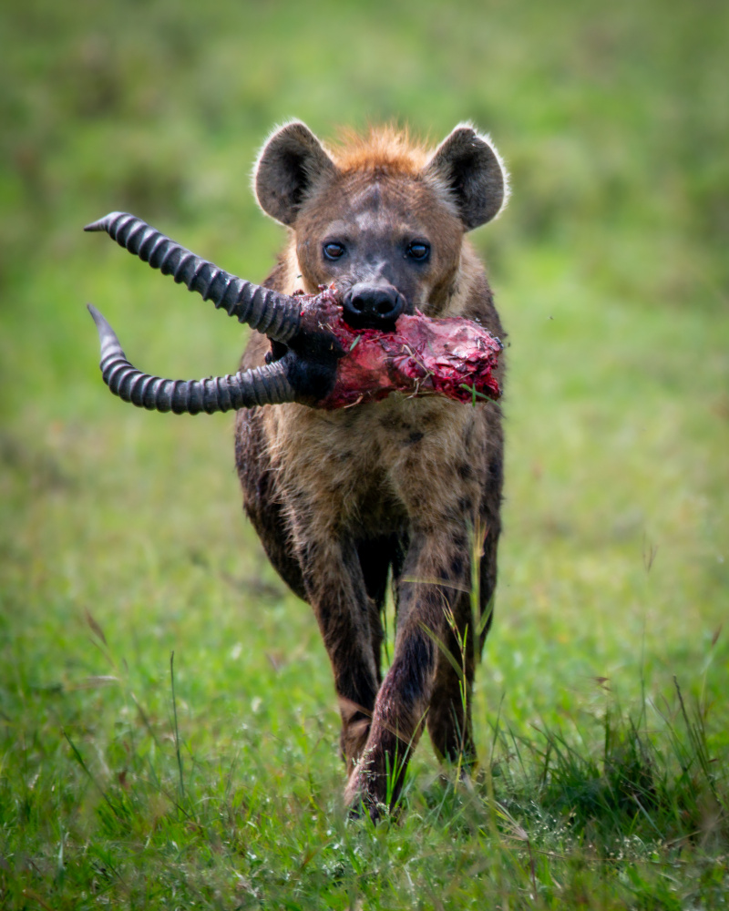 African Predator With Kill by Amro — canvas wall art
