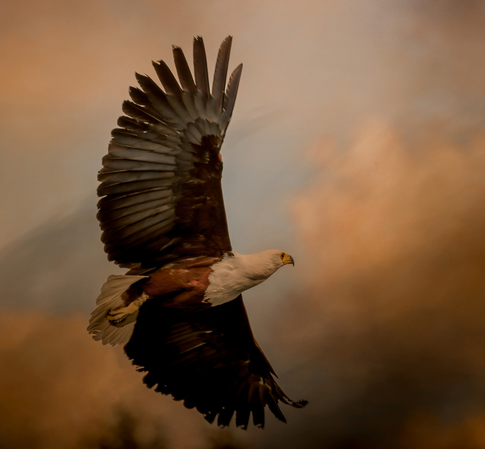 Golden Hour Eagle Flight by Natascha Worseling — canvas wall art