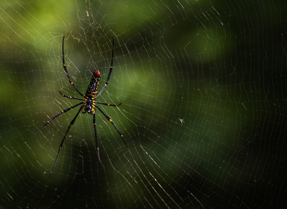 Golden Silk Spider by Yavuz Pancareken — canvas wall art