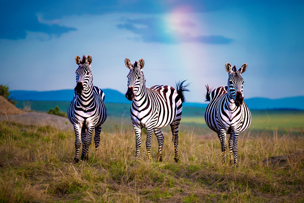 Wild Zebras With Rainbow by Dr.Hitesh Patel — canvas wall art