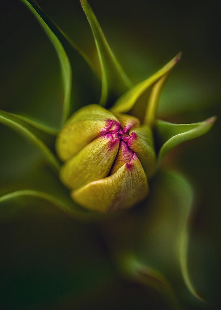 Emerging Flower Bud by Kristina Zvinakeviciute — canvas wall art