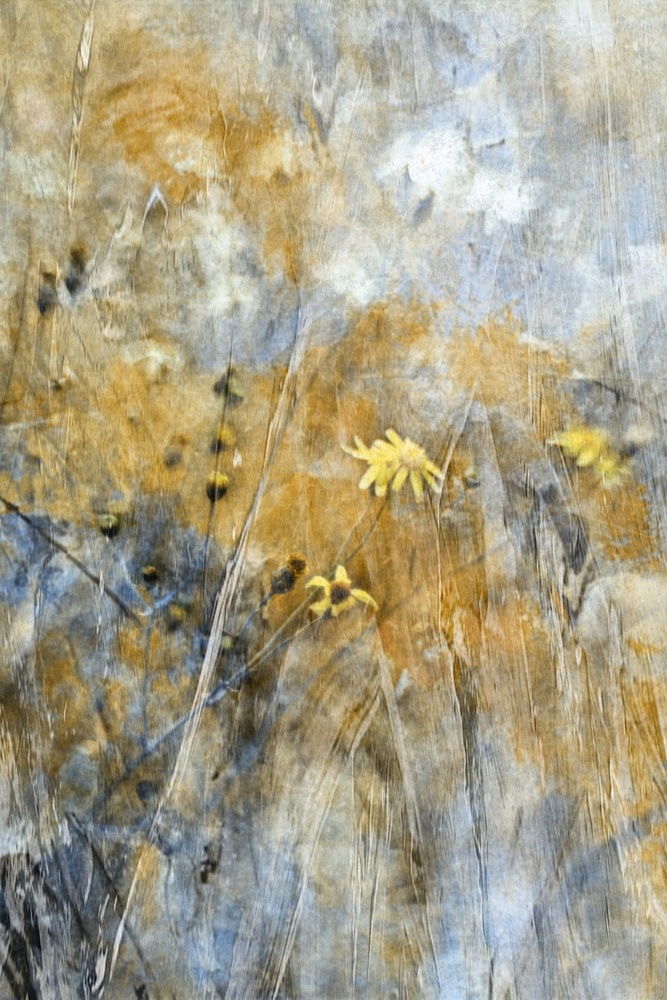 Abstract Meadow Flowers by Delphine Devos — canvas wall art