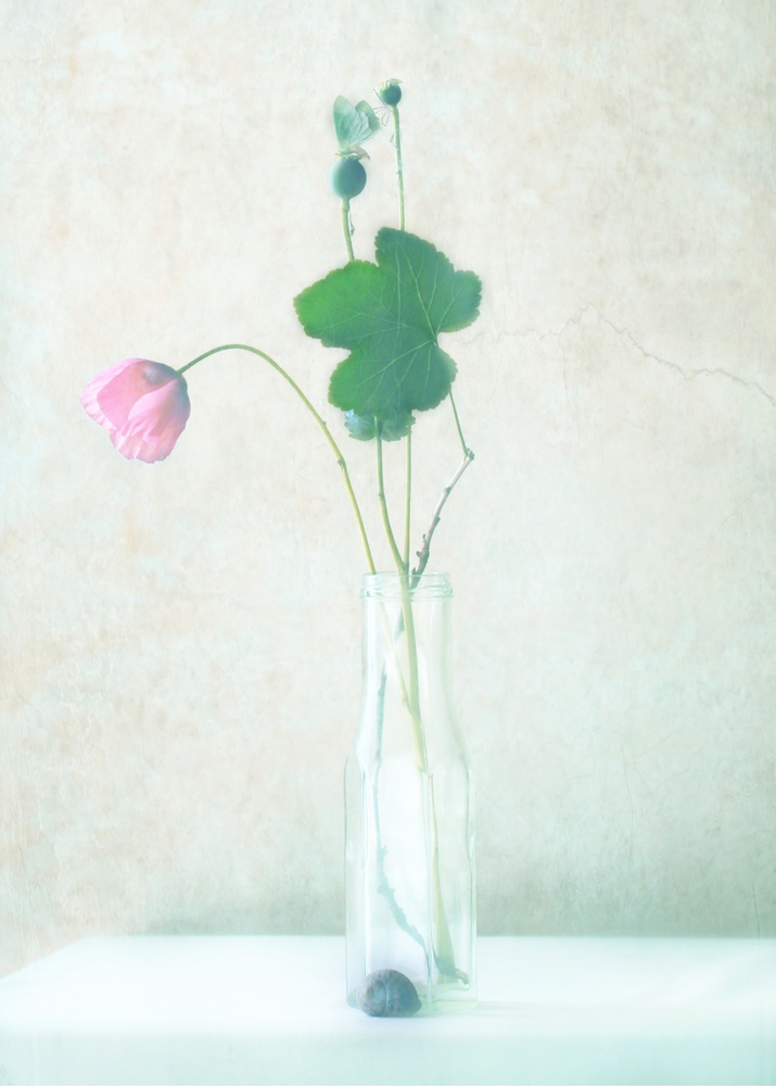 Delicate Poppy Still Life by Delphine Devos — canvas wall art
