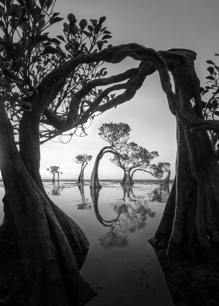 Serene Mangrove Reflections by Irene Wu — canvas wall art