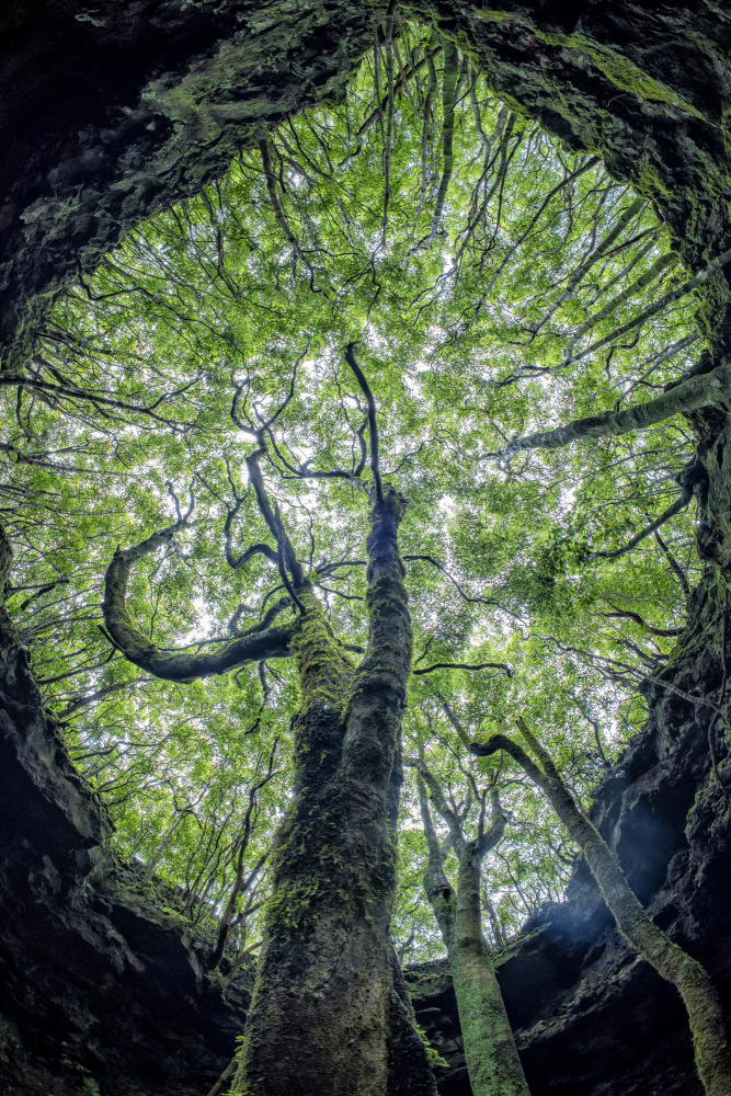 Lush Cave Trees by Andrea Izzotti — canvas wall art