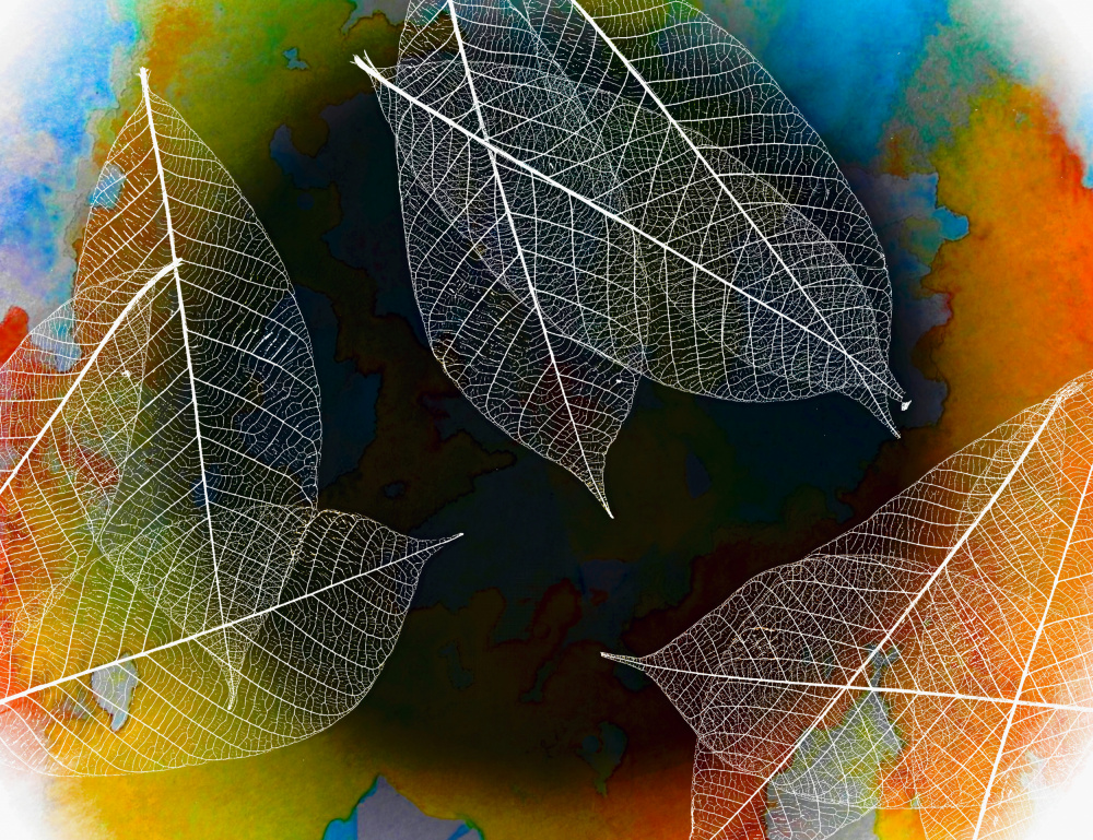Vibrant Leaf Skeletons by Saskia Dingemans — canvas wall art