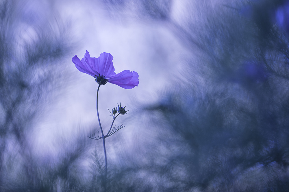 Dreamy Purple Cosmos by Benjamine Hullot Scalvenzi — canvas wall art