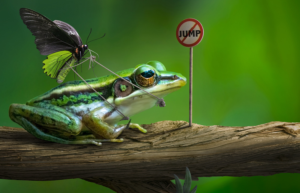 Funny Frog Jump Sign by Sulaiman Almawash — canvas wall art