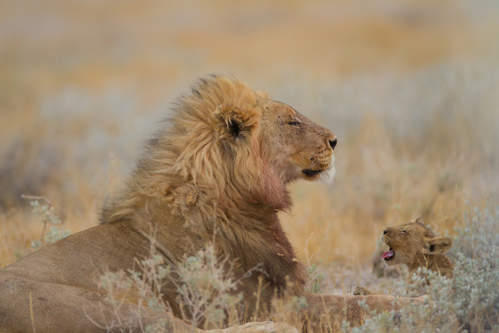 Sleeping Lion Yawning Cub by Ozkan Ozmen / Big Lens Adventures — canvas wall art