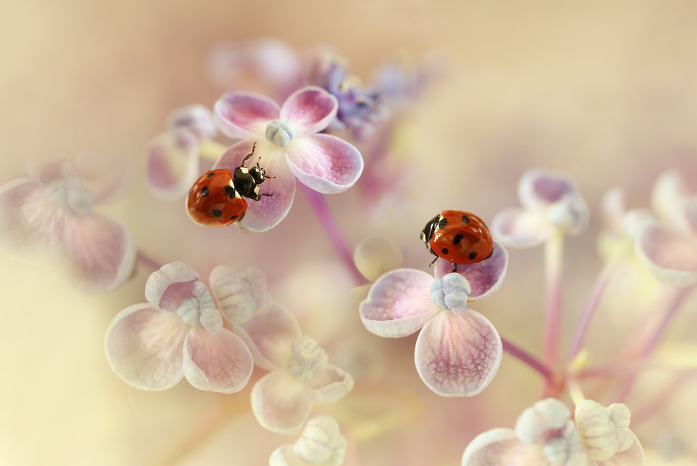 Ladybugs on Pink Flowers by Ellen van Deelen — canvas wall art