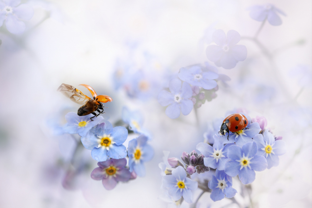 Ladybugs on Forget-Me-Nots by Ellen van Deelen — canvas wall art
