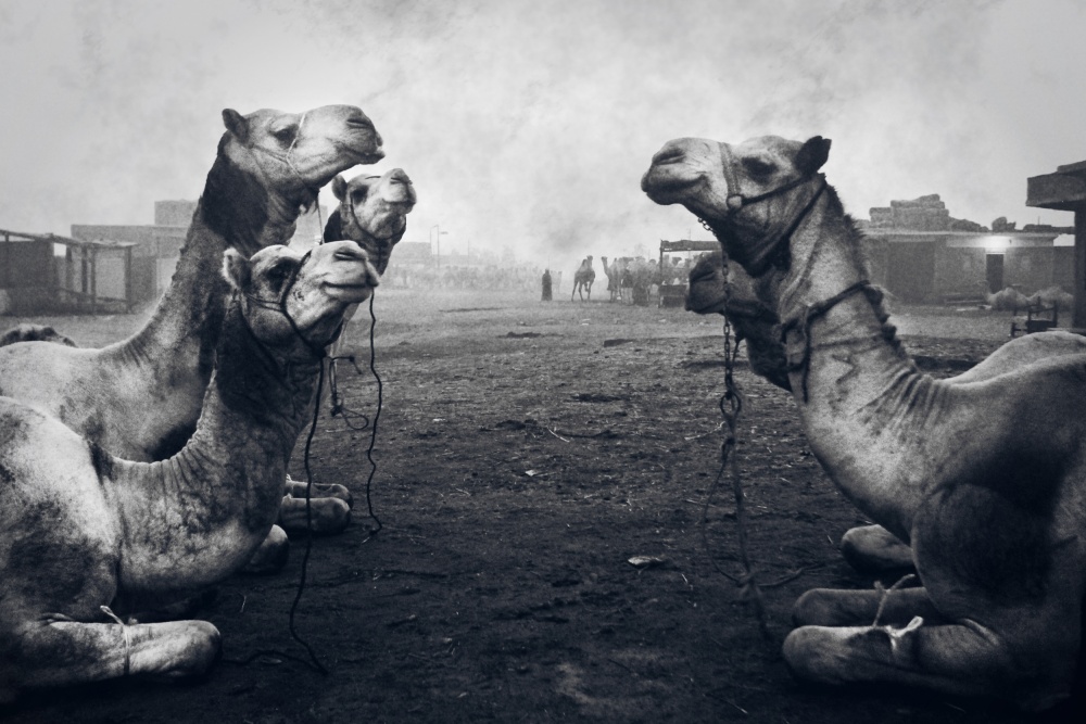 Desert Market Camels by Mohamed Fawzy Kutp — canvas wall art