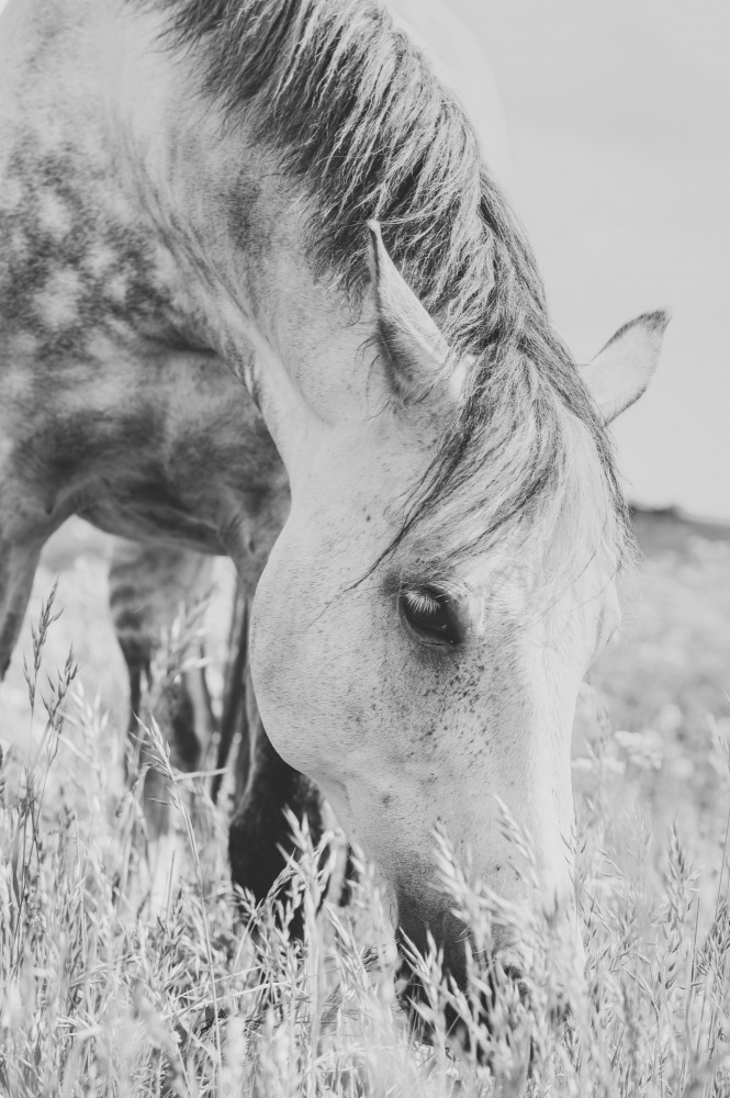 Grazing Wild Horse by Arendina de Jong — canvas wall art
