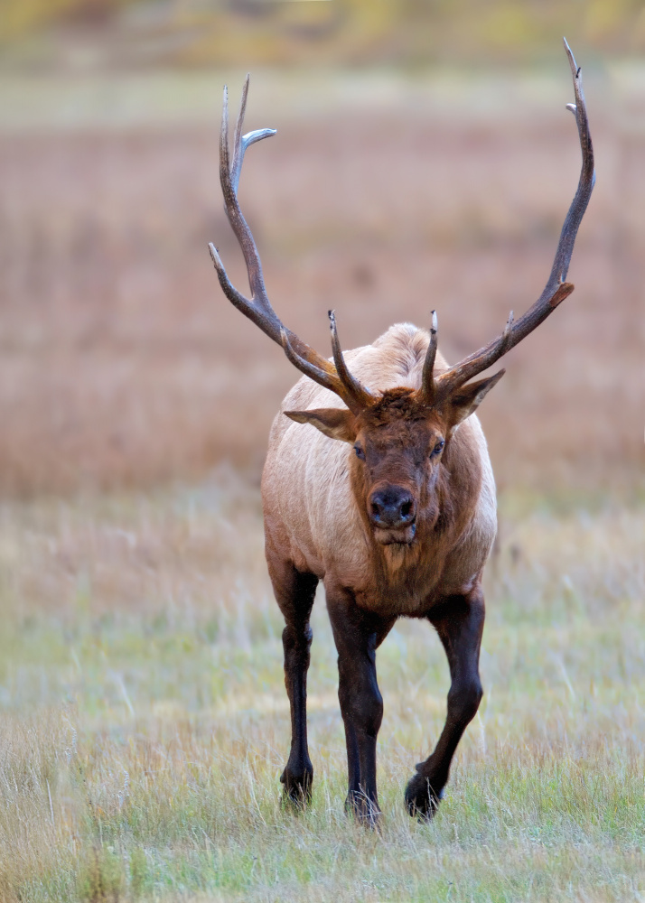 Majestic Bull Elk by verdon — canvas wall art