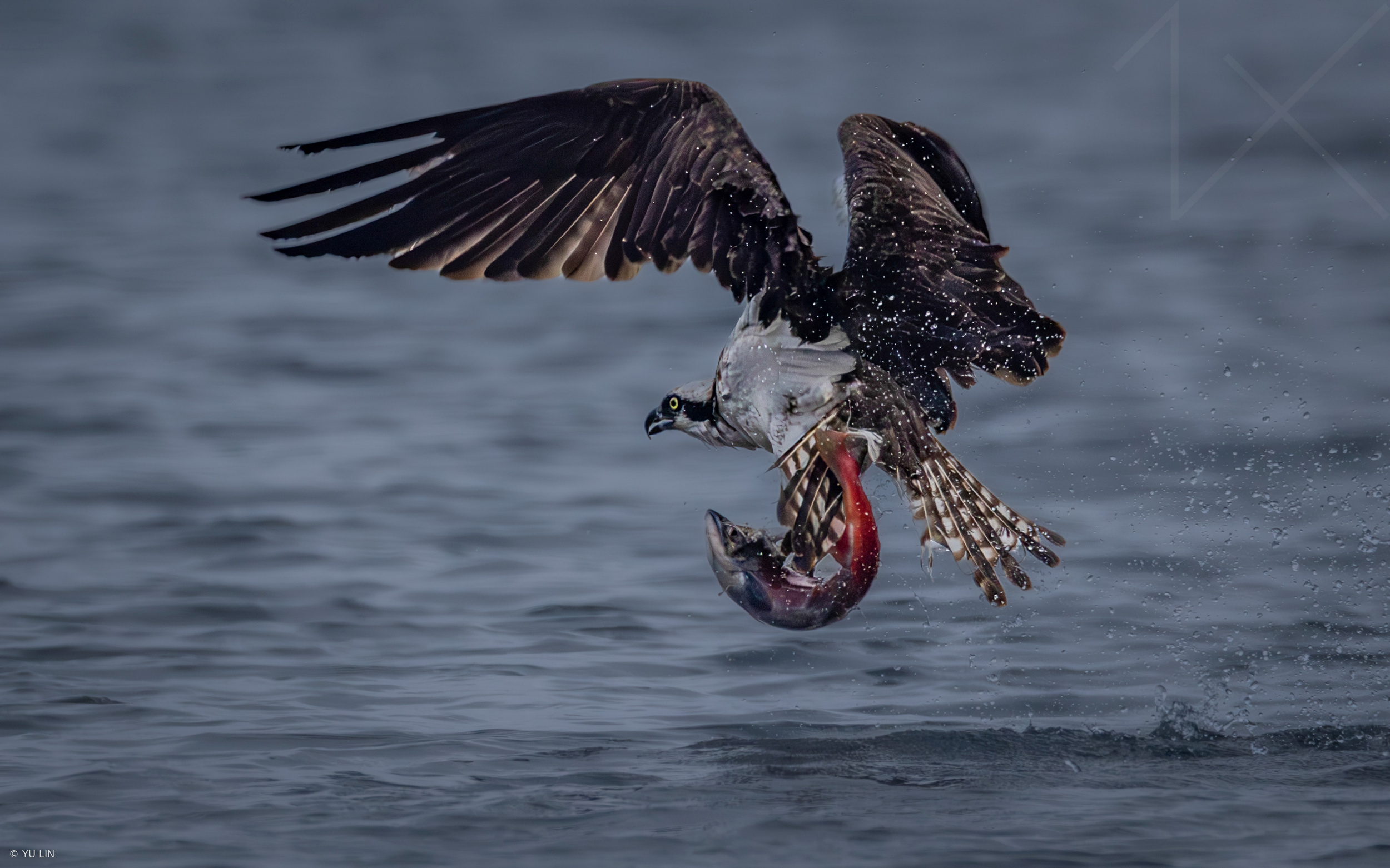 The Catch by YU LIN