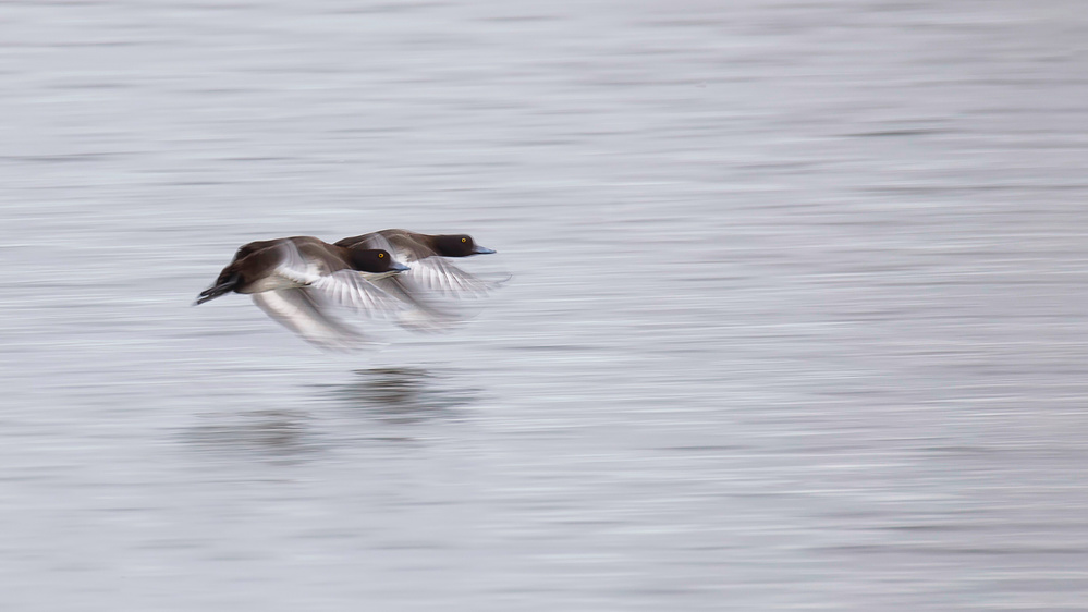 Flying Ducks Over Water by Kieran O Mahony AIPF — canvas wall art