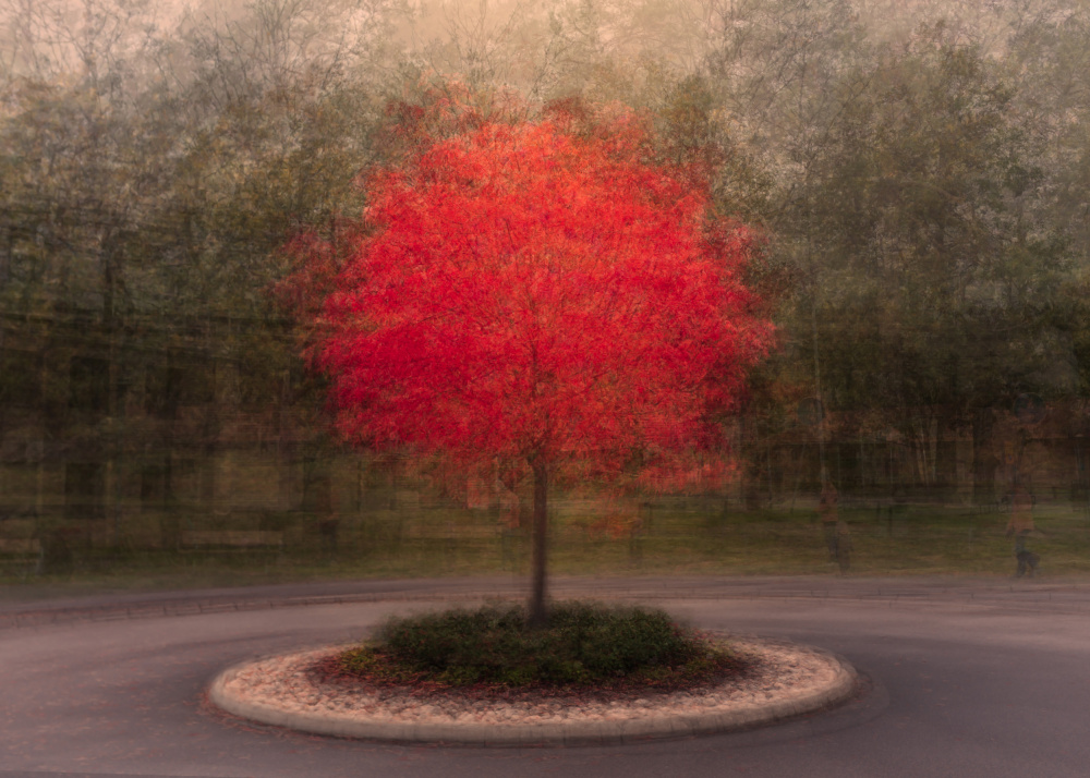 Vibrant Autumn Tree by Katarina Holmström — canvas wall art