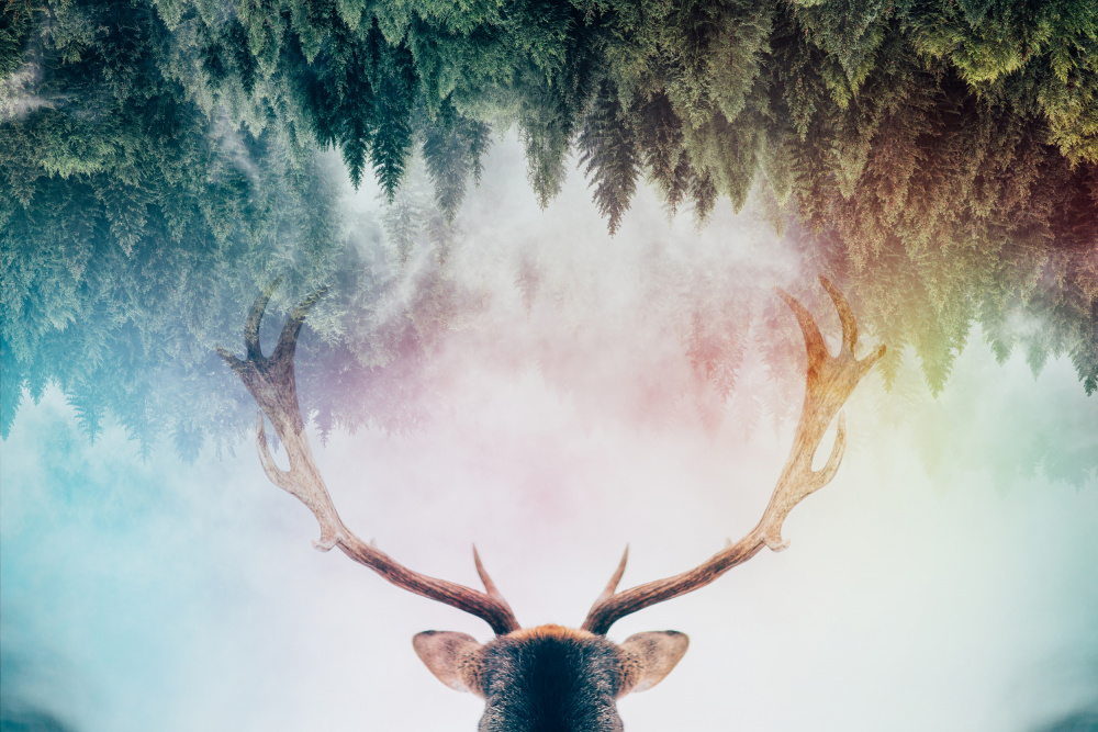 Mystical Forest Stag by Angyalosi Beáta — canvas wall art