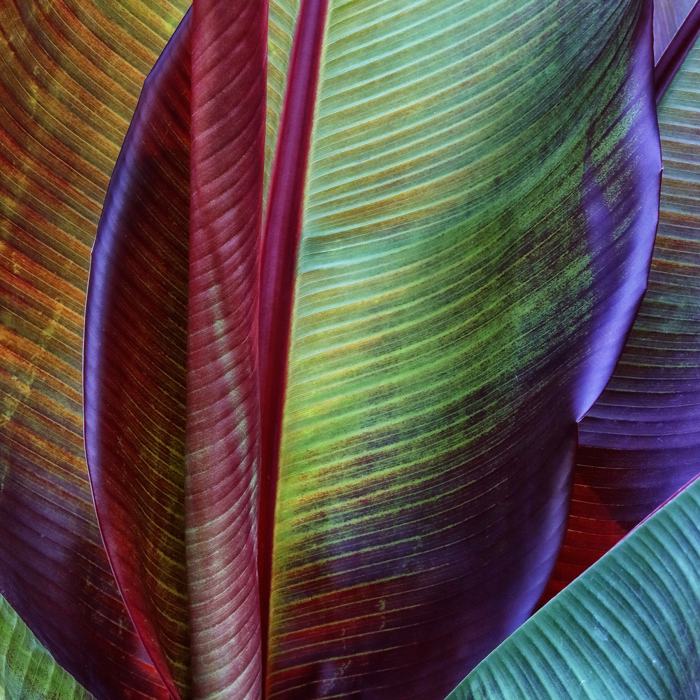 Vibrant Tropical Leaves by Francois Casanova — canvas wall art