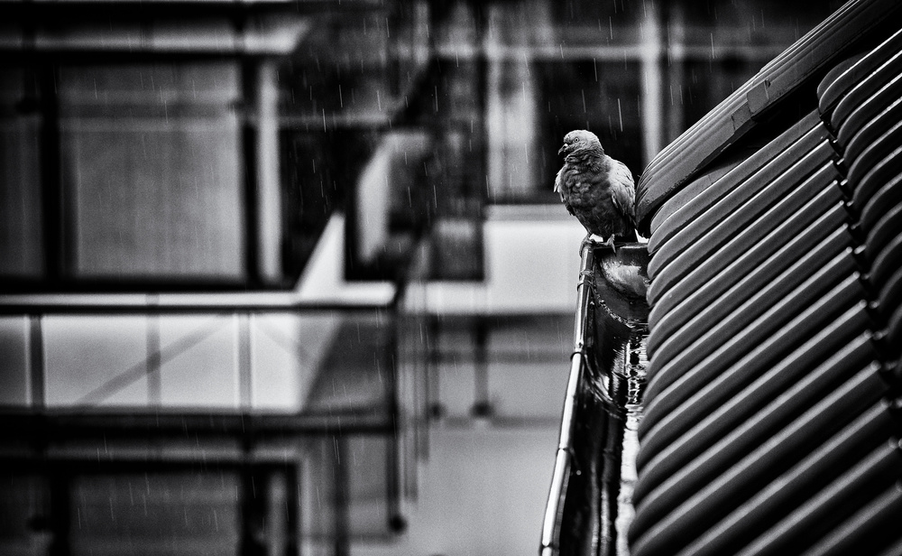 Pigeon In City Rain by Jürgen Hartlieb — canvas wall art