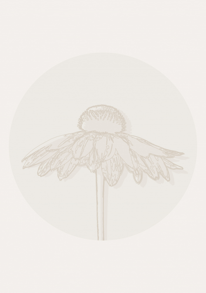 Minimalist Coneflower Bloom by Lisa Solomoniuk — canvas wall art