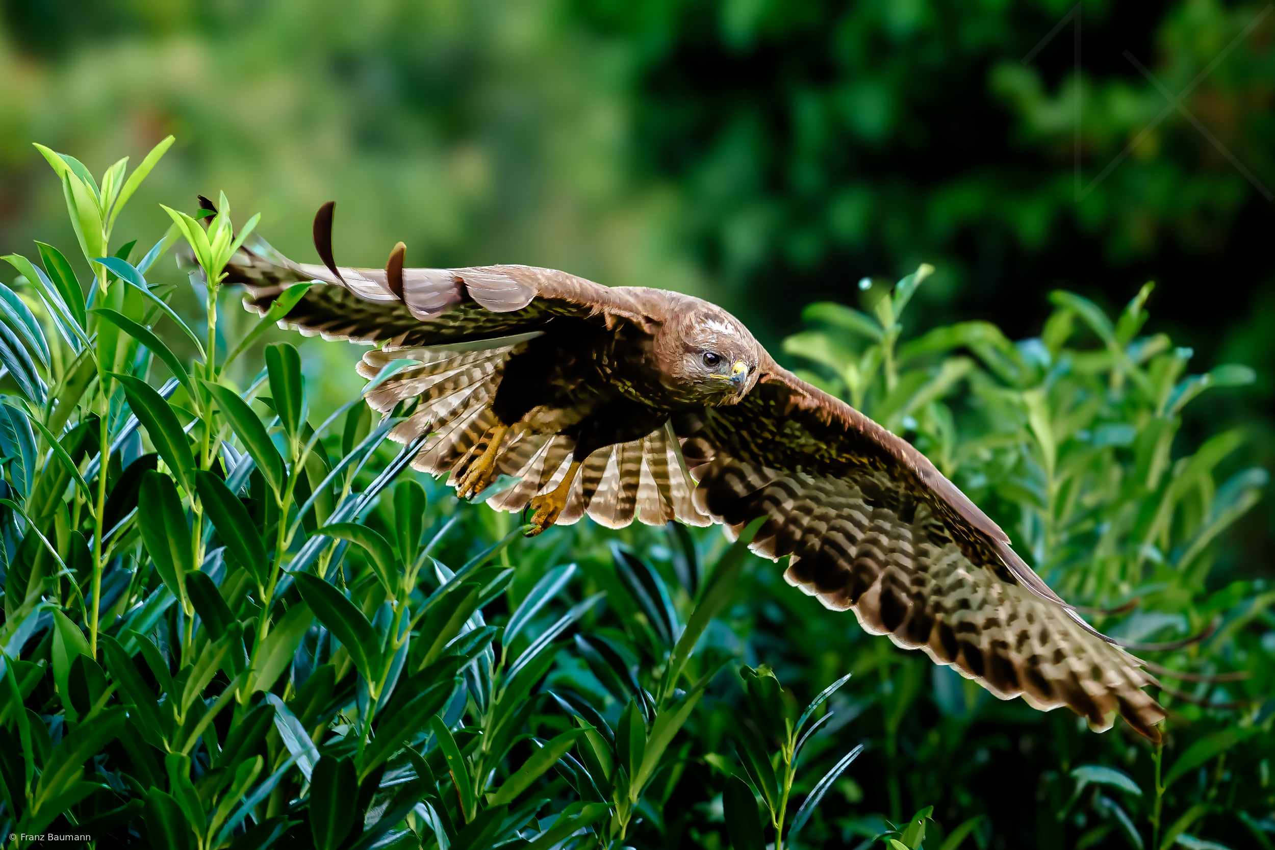 Low Over the Hedge