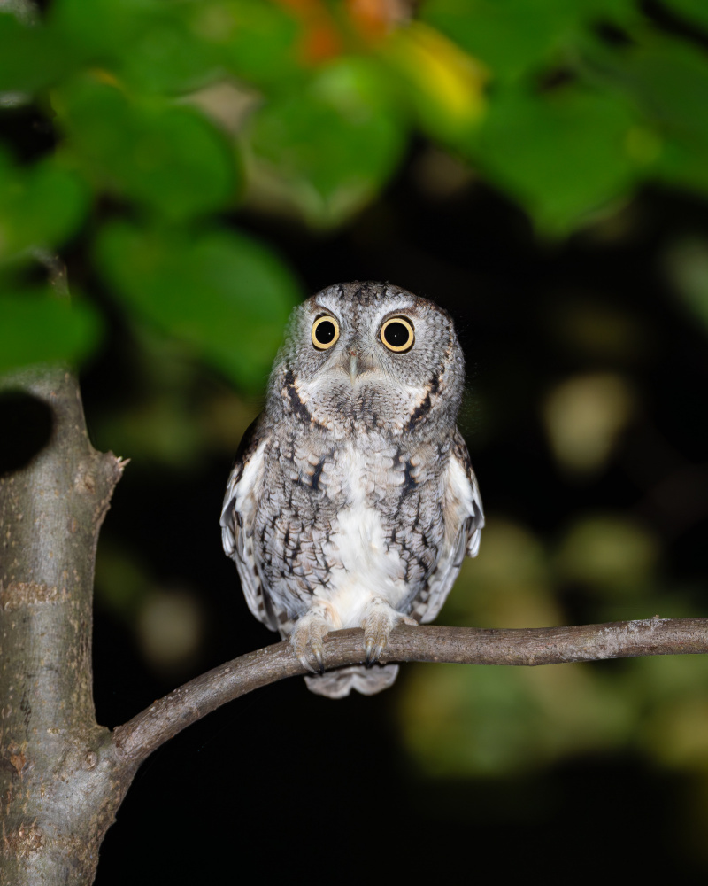 Big-Eyed Night Owl by Johnny Chen — canvas wall art