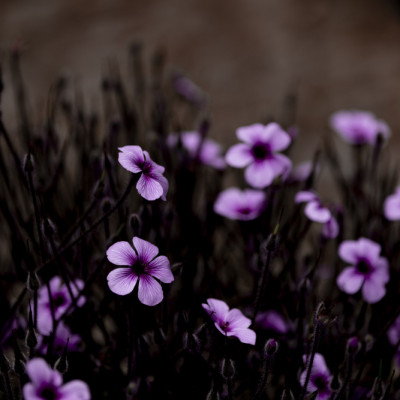 Midnight Purple Blooms