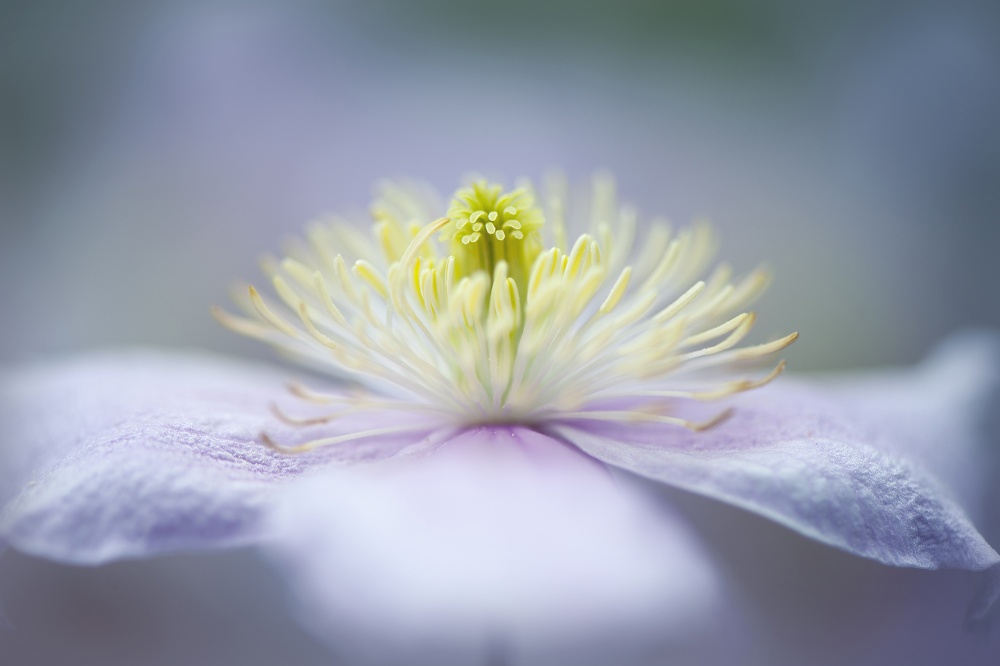 Soft Purple Flower by Jacky Parker — canvas wall art