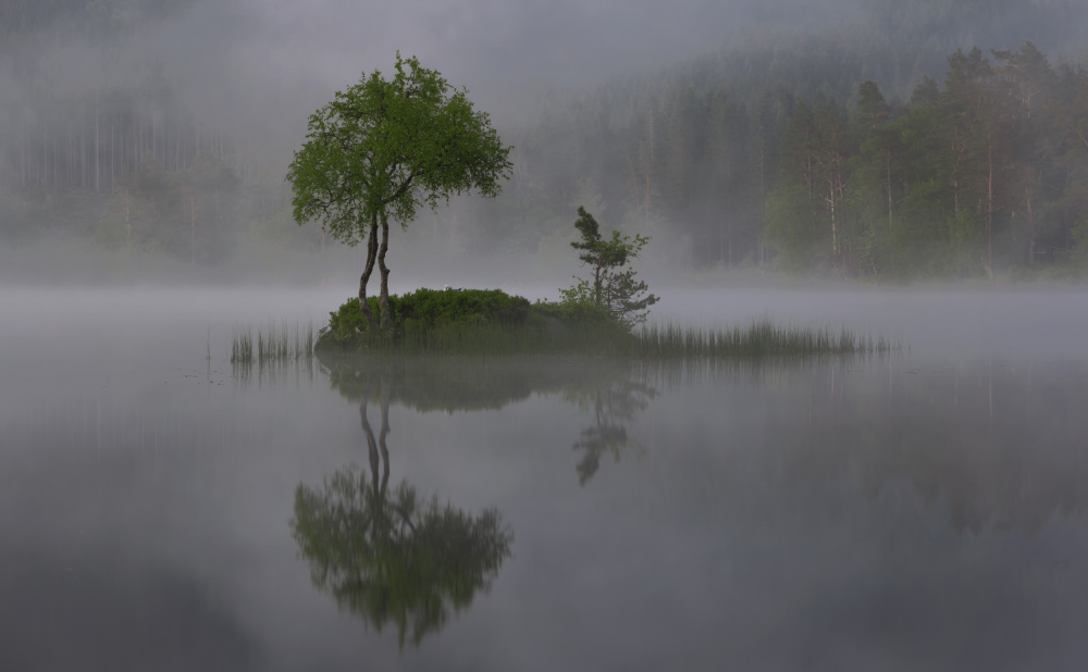 Misty Lake Island Tree by Rune Askeland — canvas wall art
