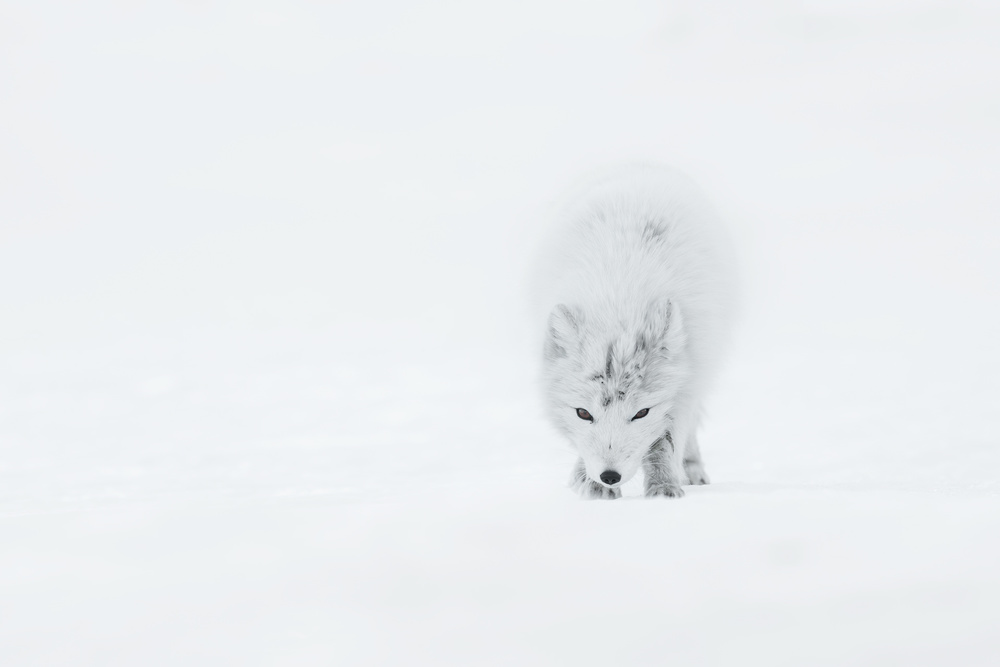 White Arctic Fox by Roberto Marchegiani — canvas wall art