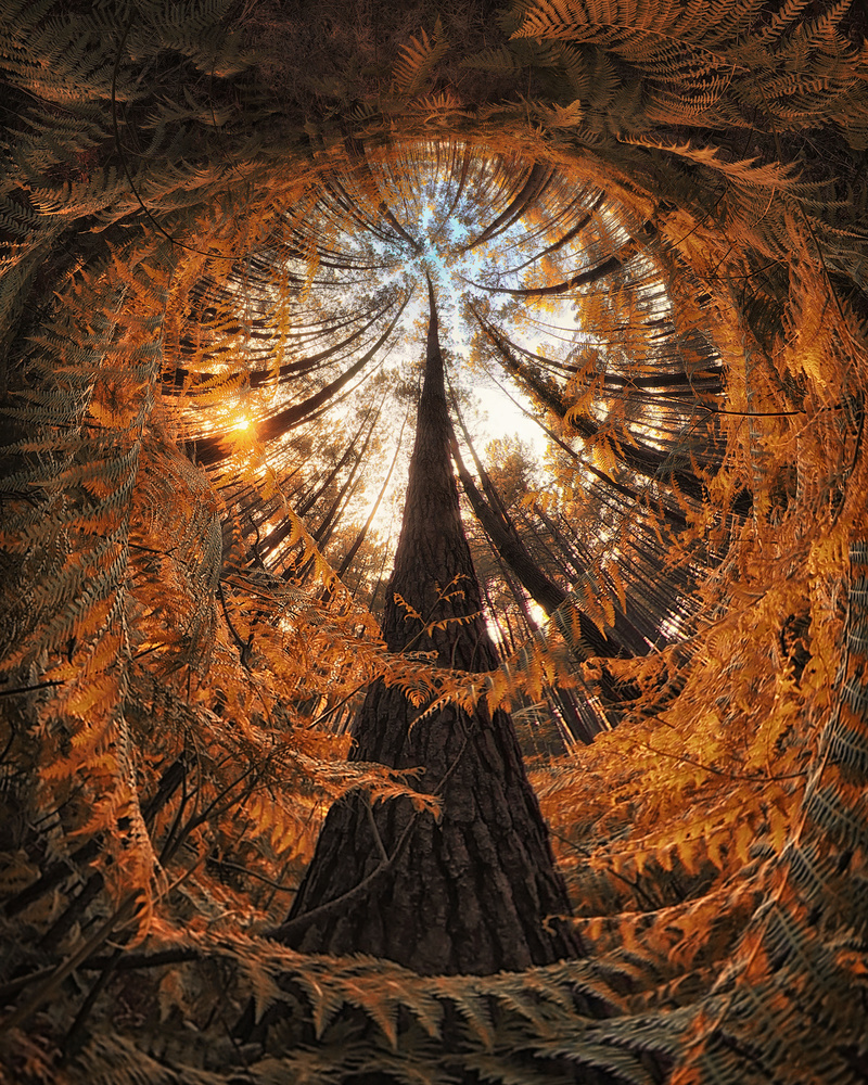 Golden Forest Canopy by Francois Casanova — canvas wall art
