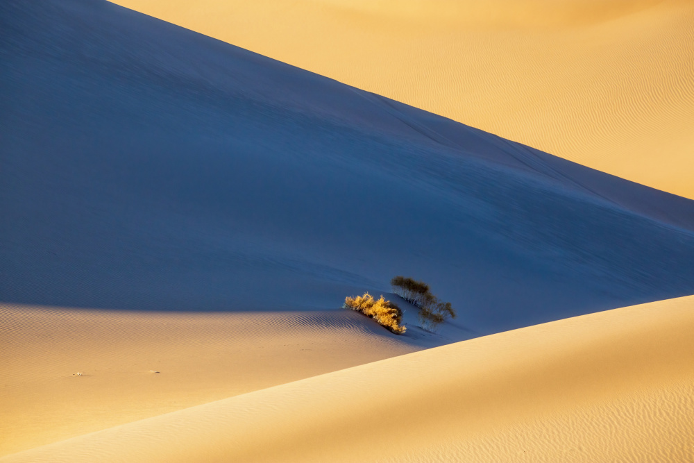 Golden Dunes Blue Shadow by Will Nourse — canvas wall art