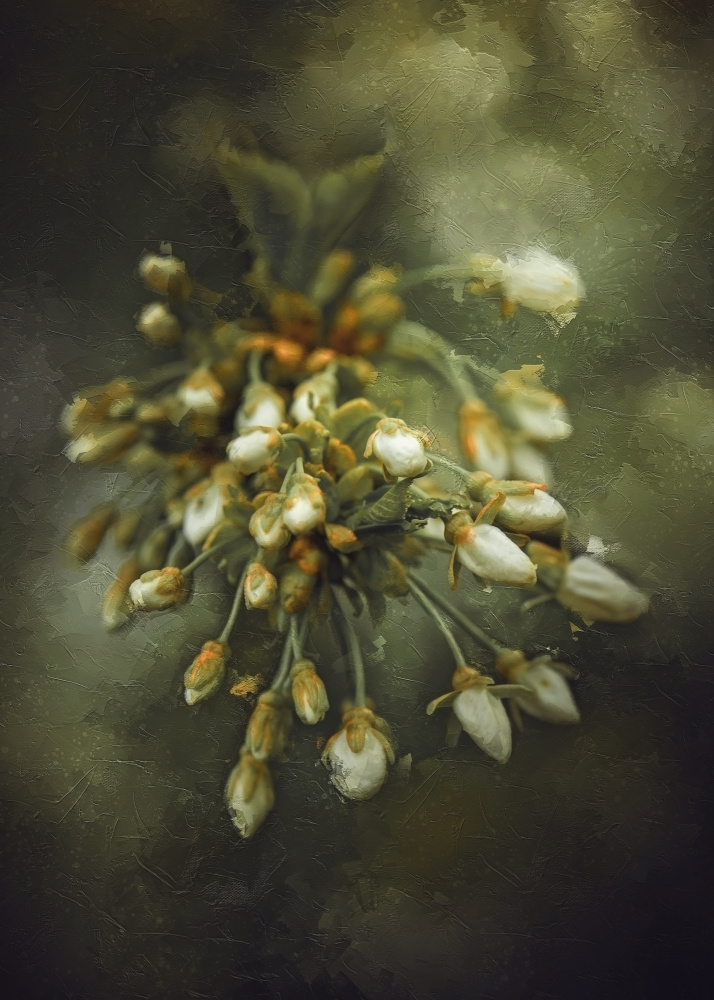 Emerging Spring Blossoms by Kristina Zvinakeviciute — canvas wall art