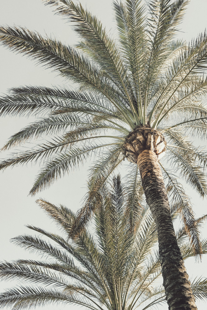 Sky High Palms by Old Artists Studio III — canvas wall art