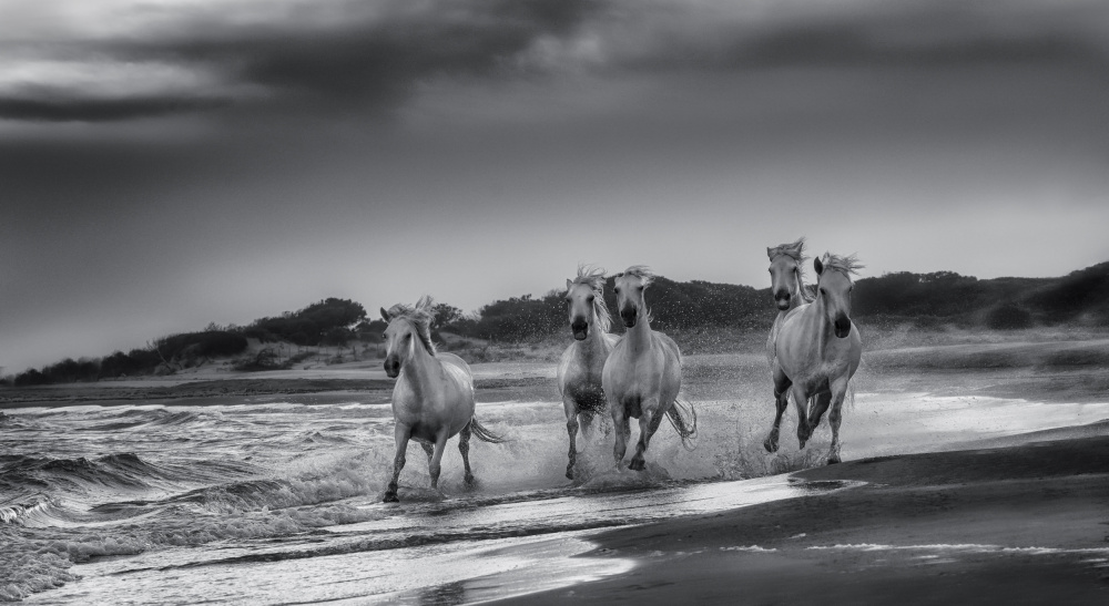 Wild Horses Galloping by joanaduenas — canvas wall art