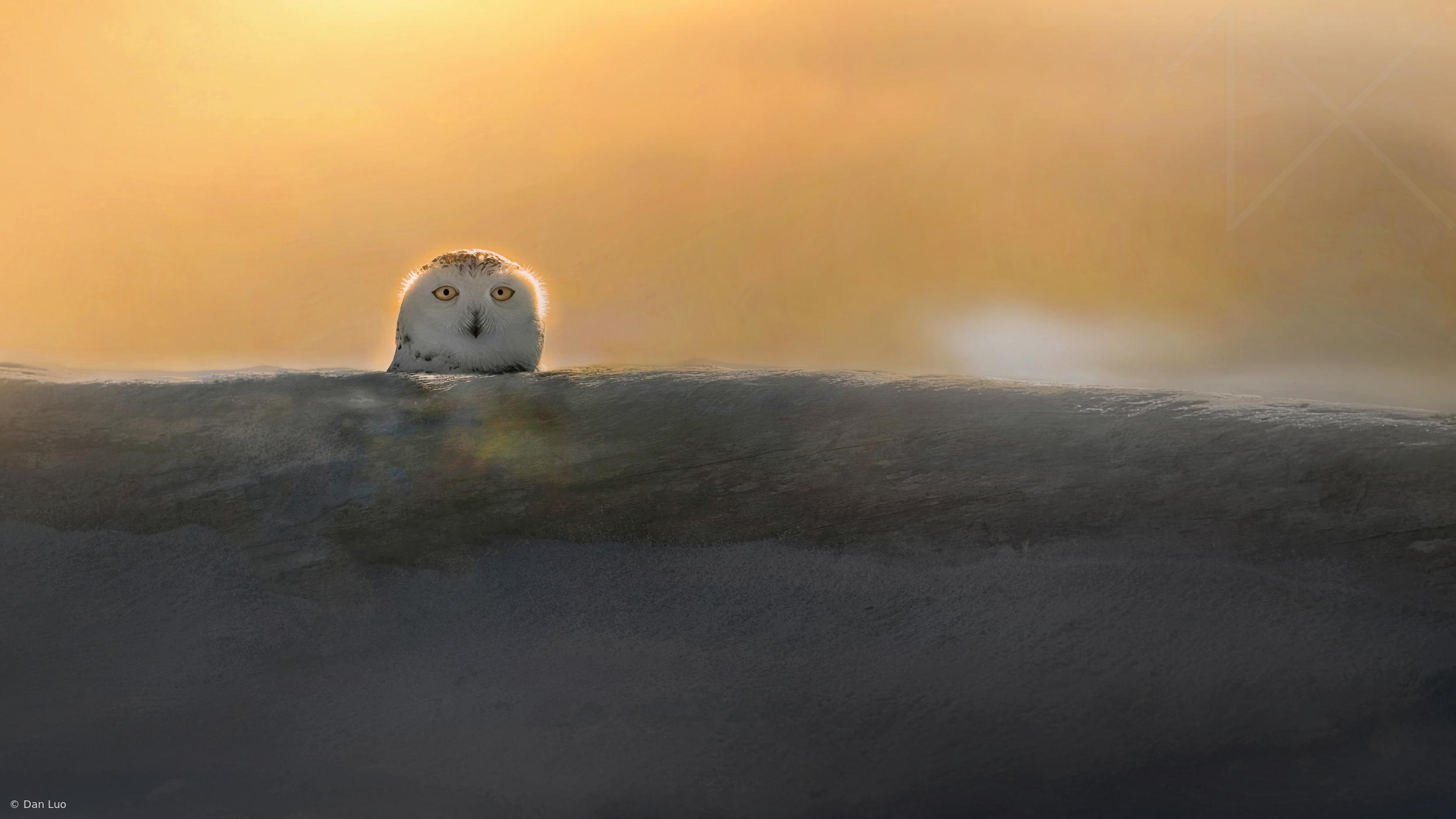 Glowing Silence by Dan Luo