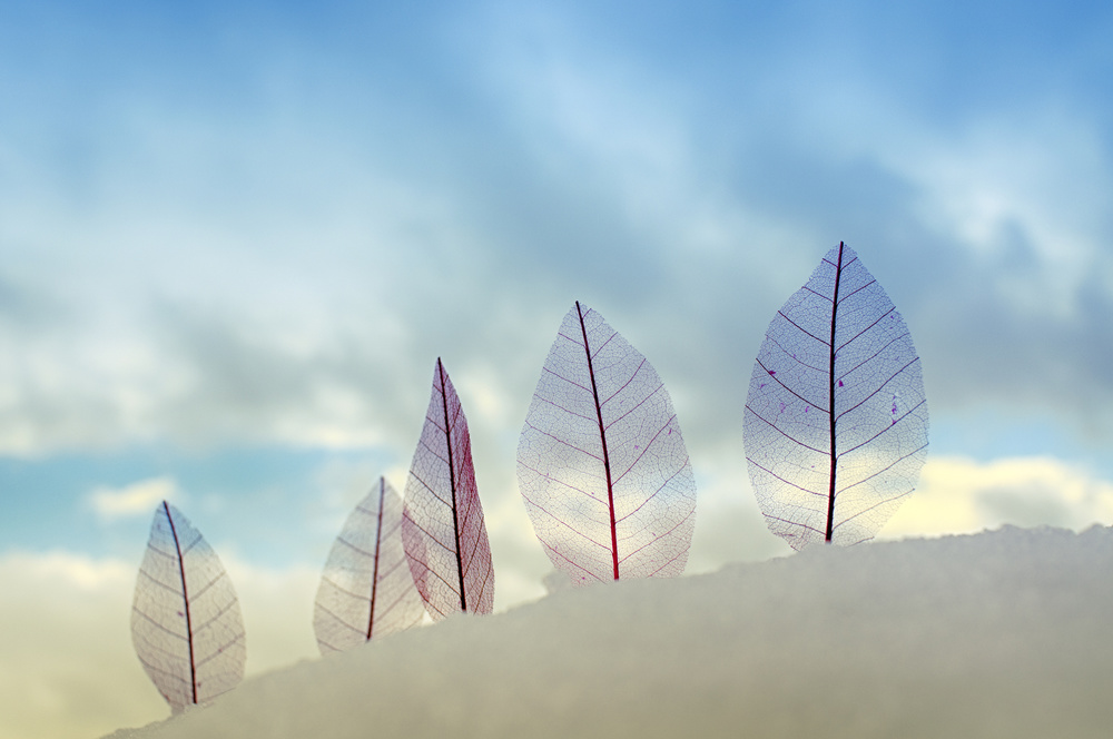 Delicate Winter Leaves by Miki Meir Levi — canvas wall art