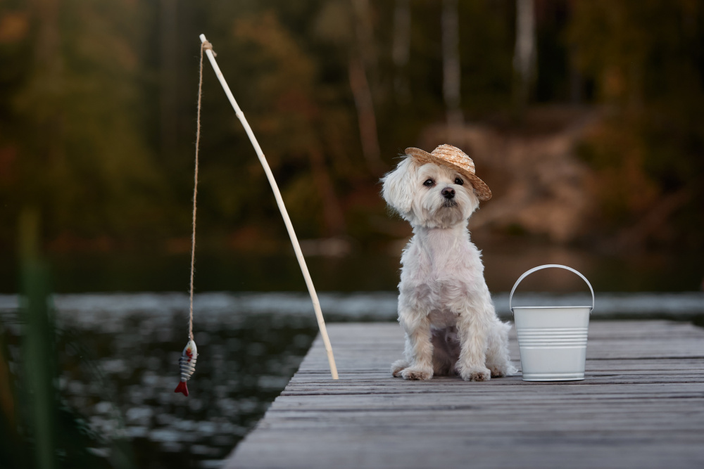 Little Dog Fisherman by Andrii Kazun — canvas wall art