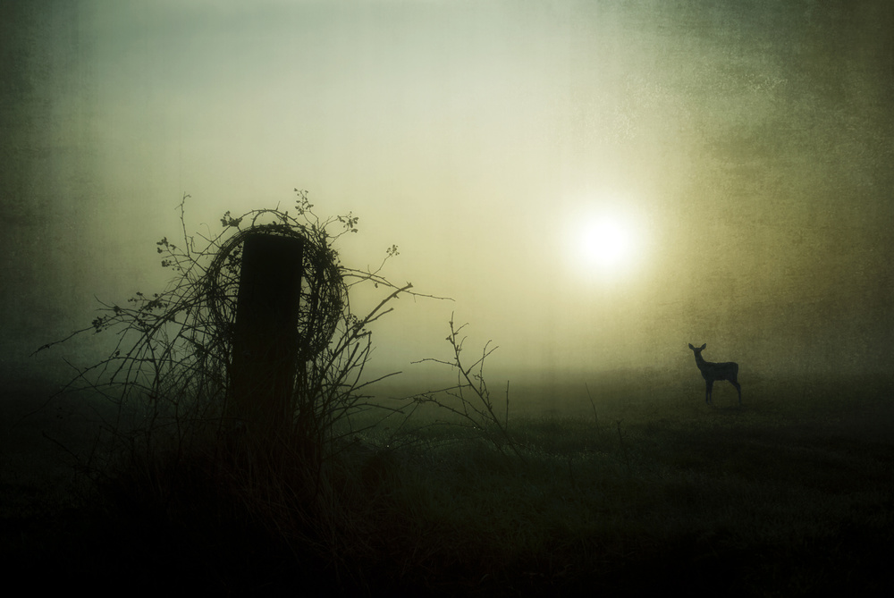 Misty Morning Deer by Wim Schuurmans — canvas wall art