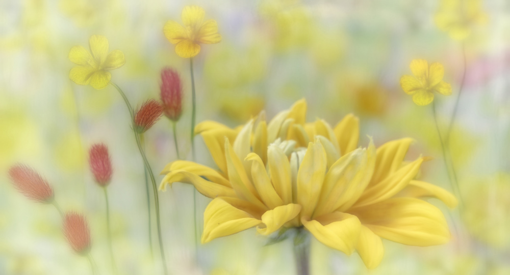 Golden Bloom Dream by Marie-anne Stas — canvas wall art