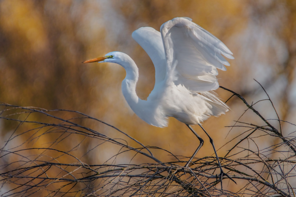 Graceful Egret Landing by Wei Liu — canvas wall art