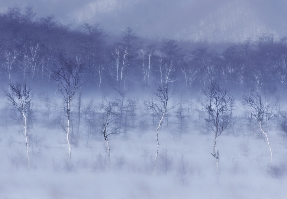 Misty Blue Forest by Kouji Tomihisa — canvas wall art