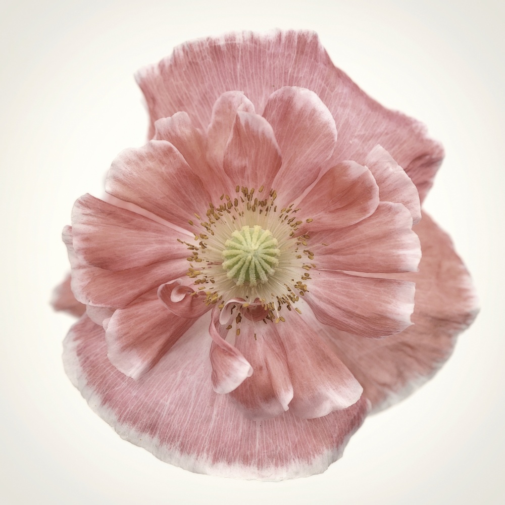 Delicate Pink Poppy by Lotte Grønkjær — canvas wall art