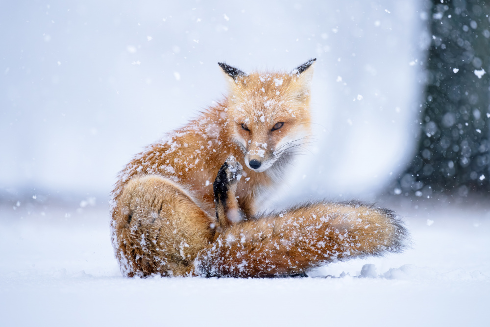 Snowy Red Fox by Johnny Chen — canvas wall art
