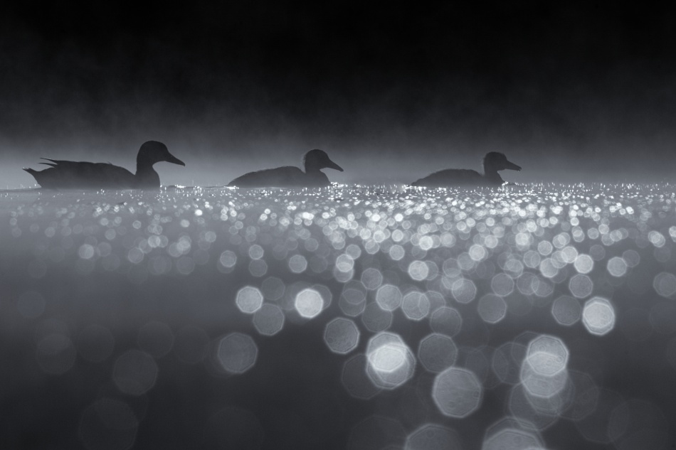 Misty Morning Ducks by Robert Adamec — canvas wall art