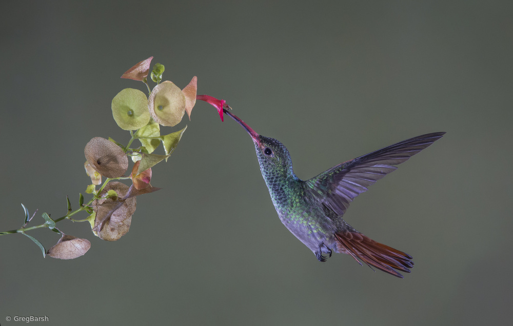 Hummingbird Nectar Flight by Greg Barsh — canvas wall art