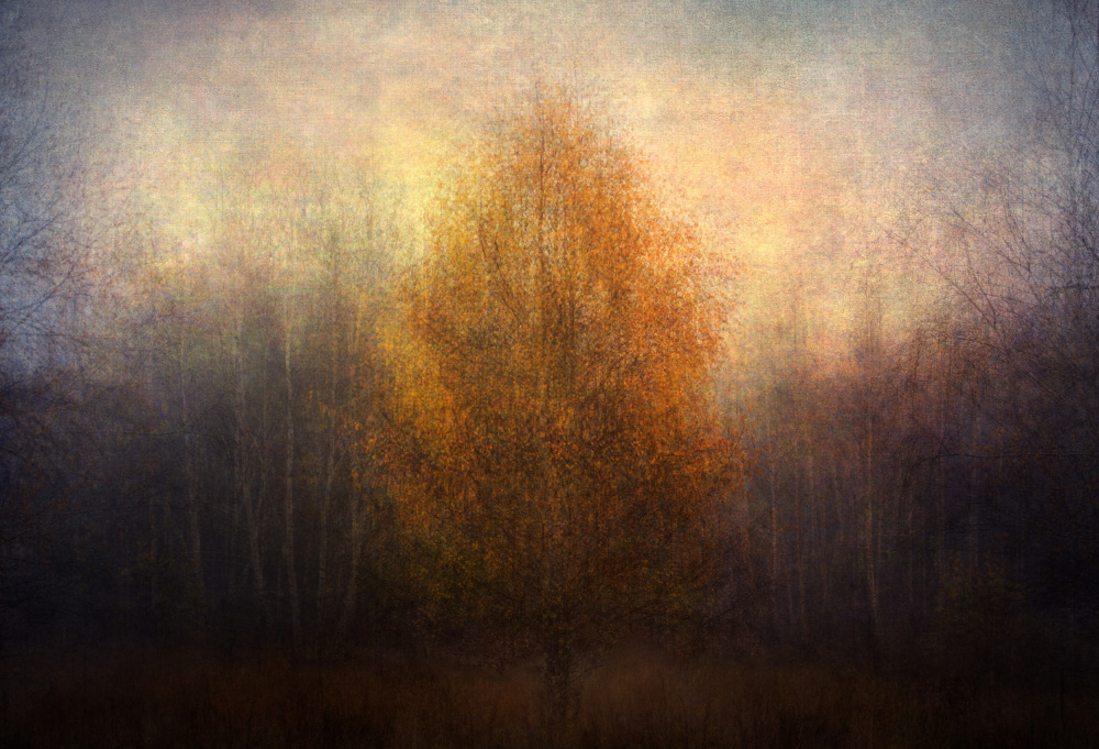 Golden Autumn Tree by Katarina Holmström — canvas wall art