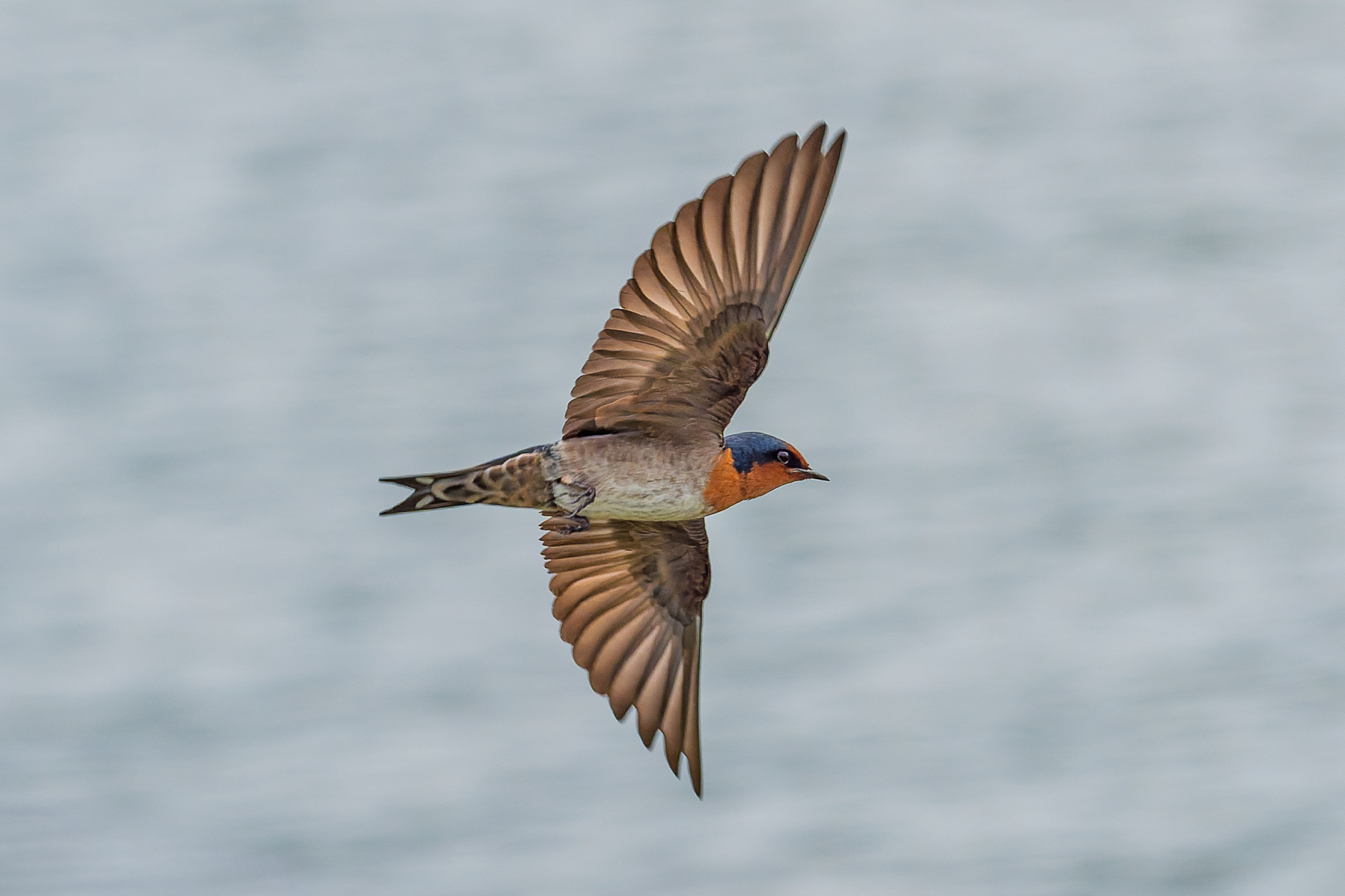 The Pacific Swallow in Flight