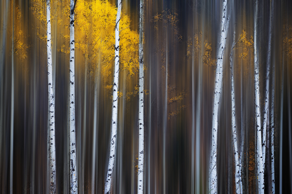 Golden Birch Lines by Andy Hu — canvas wall art